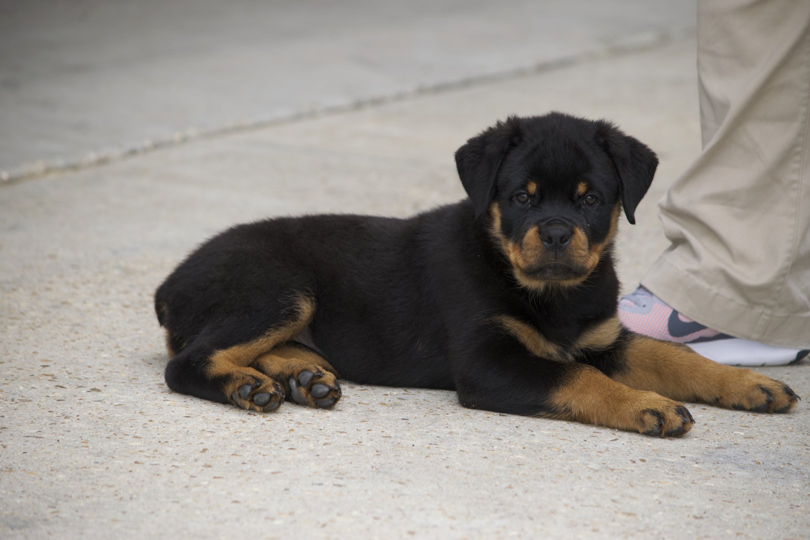 king rottweilers home king vasko rottweilers king rottweilers home king vasko rottweilers